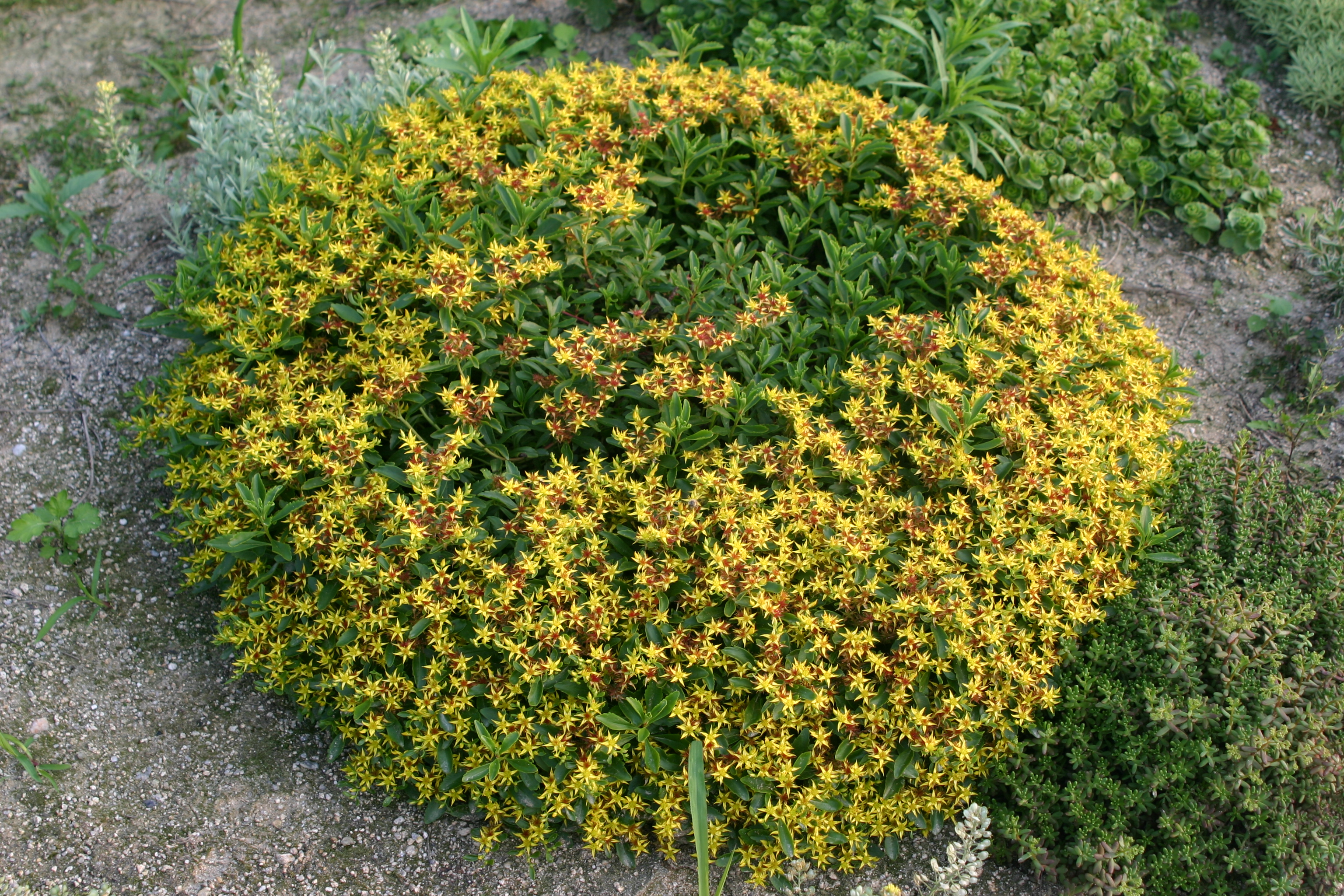 Sedum middendorffianum 'Sanglook'